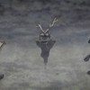 Pokemon Black and White 2 Tops 1 Million Pre-Orders