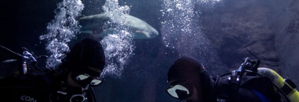 Xbox One Console Being Guarded By Sharks